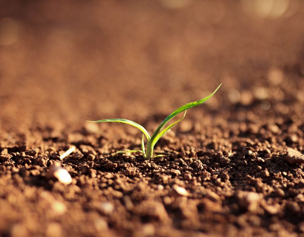 A sprout pokes through the soil